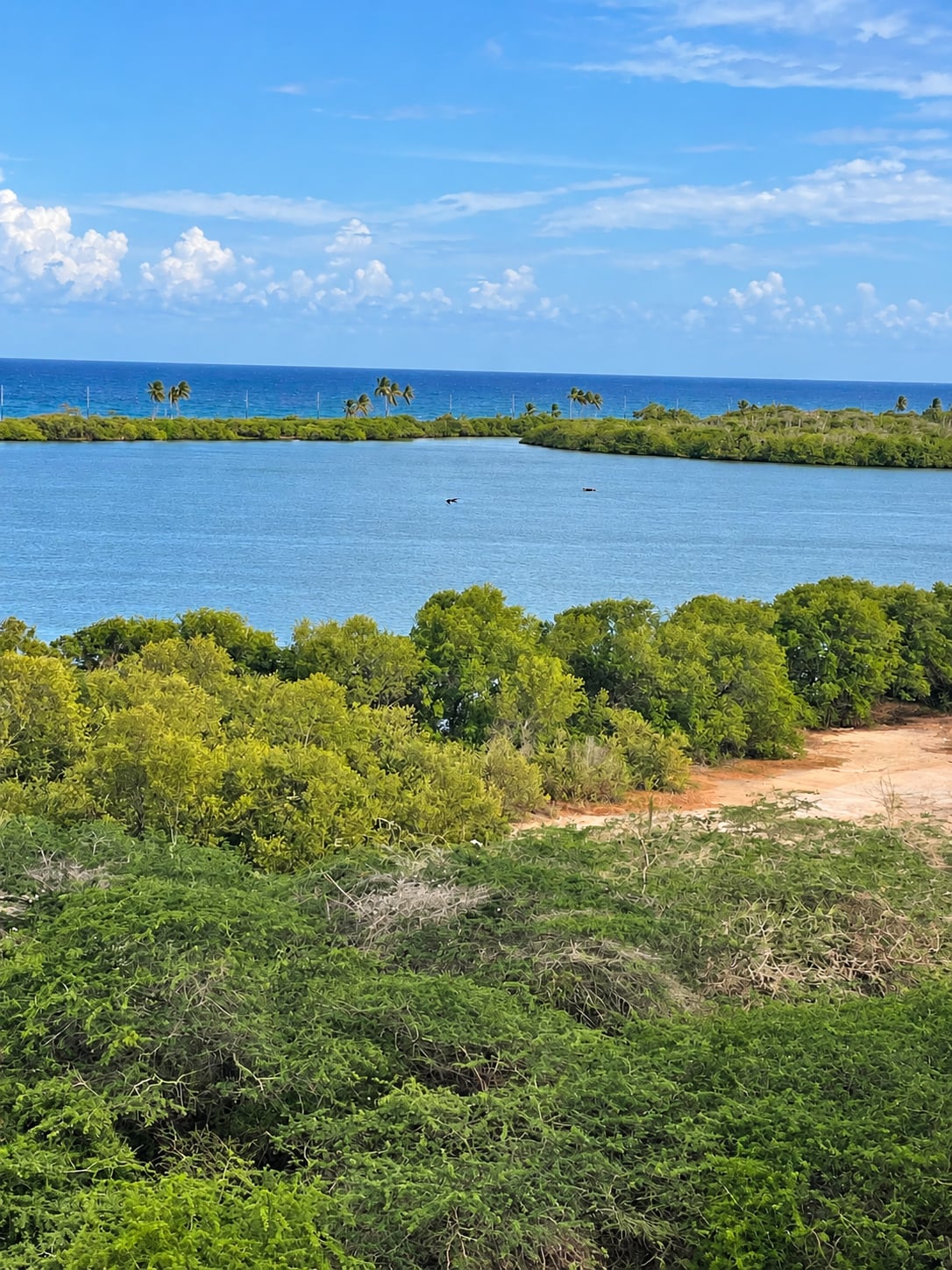 Laguna y fauna junto a Ocean Blue